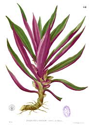 Attēlu rezultāti vaicājumam “Commelinaceae”