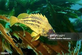 Image result for Sebastes