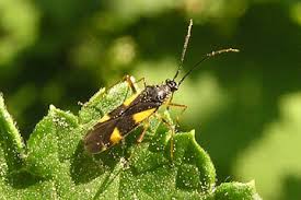 Attēlu rezultāti vaicājumam “Dryophilocoris flavoquadrimaculatus”