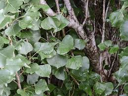 Attēlu rezultāti vaicājumam “Populus nigra Italica leaf”