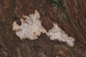 Attēlu rezultāti vaicājumam “Laurilia sulcata”