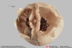 Attēlu rezultāti vaicājumam “Linaria vulgaris fruit”