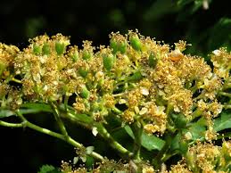 Attēlu rezultāti vaicājumam “Sorbus aucuparia flower”
