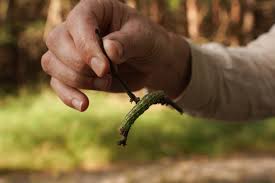 Attēlu rezultāti vaicājumam “Sphinx pinastri larva”