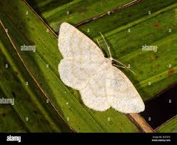 Attēlu rezultāti vaicājumam “Cabera exanthemata male”
