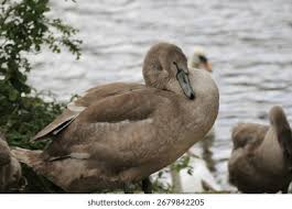 Attēlu rezultāti vaicājumam “Cygnus olor juvenile”