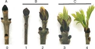 Attēlu rezultāti vaicājumam “Fraxinus excelsior bud”