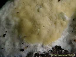 Attēlu rezultāti vaicājumam “Gloeoporus pannocinctus”