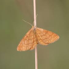 Attēlu rezultāti vaicājumam “Idaea serpentata”