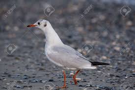 Attēlu rezultāti vaicājumam “Larus ridibundus”