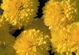 Image result for Chrysanthemum sebatense