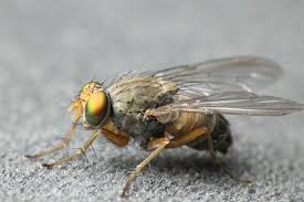 Attēlu rezultāti vaicājumam “Muscidae”