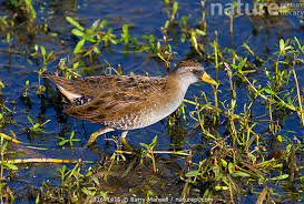 Image result for Porzana carolina