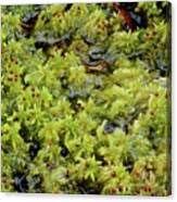 Attēlu rezultāti vaicājumam “Sphagnum cuspidatum”