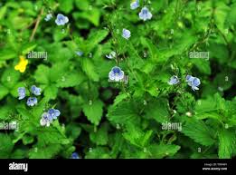 Attēlu rezultāti vaicājumam “Veronica chamaedrys leaf”