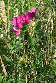 Attēlu rezultāti vaicājumam “Lathyrus tuberosus leaf”