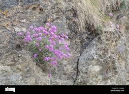 Attēlu rezultāti vaicājumam “Armeria vulgaris leaf”