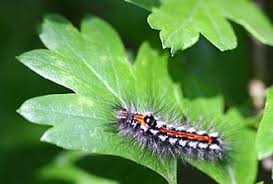 Attēlu rezultāti vaicājumam “Euproctis similis imago”
