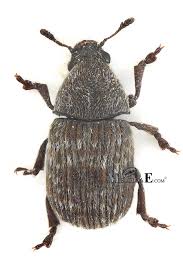 Attēlu rezultāti vaicājumam “Anthribus nebulosus”