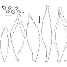 Attēlu rezultāti vaicājumam “Pluteus leoninus”