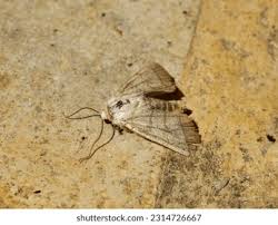 Attēlu rezultāti vaicājumam “Charanyca trigrammica”