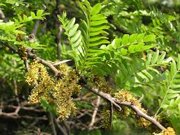 Attēlu rezultāti vaicājumam “Gleditsia triacanthos flower”