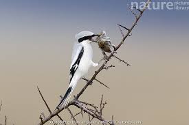 Attēlu rezultāti vaicājumam “Lanius excubitor adult”