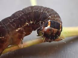 Attēlu rezultāti vaicājumam “Eupsilia transversa”