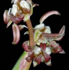 Attēlu rezultāti vaicājumam “Scheuchzeria palustris”