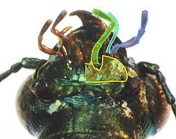 Attēlu rezultāti vaicājumam “Elaphrus cupreus”