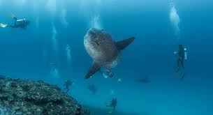 Image result for Mola mola