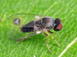 Attēlu rezultāti vaicājumam “Platypezidae”