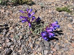 Image result for Penstemon