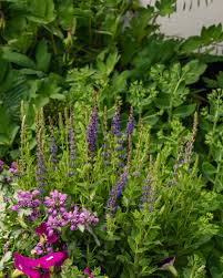 Image result for Salvie