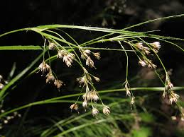 Attēlu rezultāti vaicājumam “Luzula luzuloides leaf”