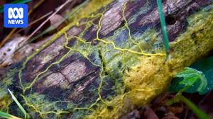 Attēlu rezultāti vaicājumam “Physarum confertum spores”