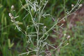 Attēlu rezultāti vaicājumam “Centaurea stoebe bud”