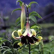 Attēlu rezultāti vaicājumam “Koeleria glauca flower”