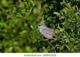 Attēlu rezultāti vaicājumam “Sylvia nisoria”