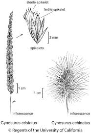 Attēlu rezultāti vaicājumam “Cynosurus cristatus flower”