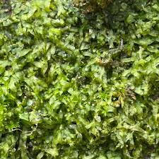 Attēlu rezultāti vaicājumam “Metzgeria furcata”