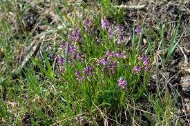 Attēlu rezultāti vaicājumam “Polygala comosa leaf”