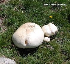 Attēlu rezultāti vaicājumam “Langermania gigantea”