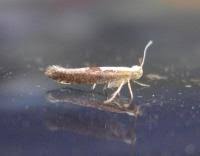Attēlu rezultāti vaicājumam “Argyresthia spinosella”