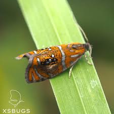 Attēlu rezultāti vaicājumam “Olethreutes arcuella”