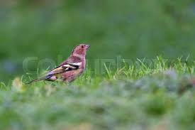 Attēlu rezultāti vaicājumam “Fringilla coelebs female”