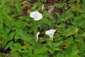 Attēlu rezultāti vaicājumam “Calystegia inflata flower”