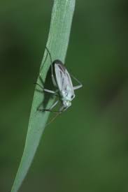 Attēlu rezultāti vaicājumam “Stenotus binotatus male”