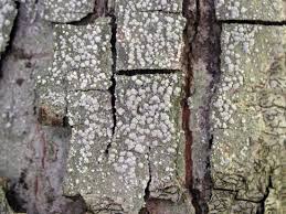 Attēlu rezultāti vaicājumam “Pertusaria amara”