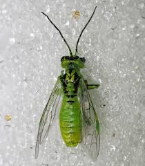 Attēlu rezultāti vaicājumam “Rhogogaster viridis”